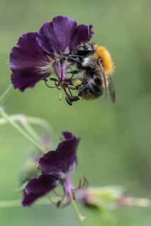 Common carder-bee (Bombus pascuorum) on cranesbill (Geranium phaeum), Emsland, Lower Saxony,
