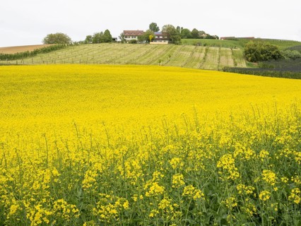 Rape field in bloom, near Riegersburg, Styria, Austria, Europe
