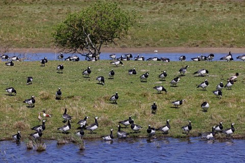 Barnacle geese, barnacle geese (Branta leucopsis), flock in a meadow by the water, North Sea coast,