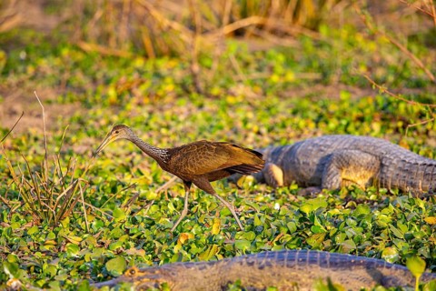 Limpkin (Aramus guarauna) Pantanal Brazil