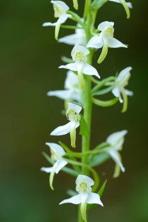 Platanthera chlorantha, commonly known as the Greater Butterfly-orchid