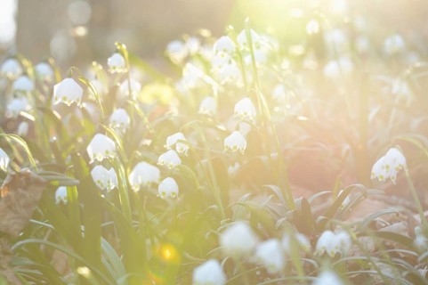 Spring Snowflake (Leucojum vernum) blossoms in a forest on a sunny evening in spring