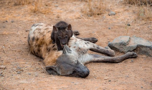 Spotted hyenas (Crocuta crocuta), adult female cuddling with young, lying down, Kruger National