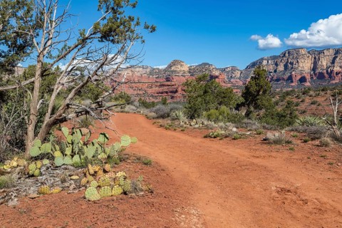 Prickly pear cactus growing along a hiking and off-road vehicle trail amoung the red rock sandstone
