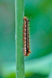 Caterpillar of the drinker moth (Euthrix potatoria), May, Saxony, Germany, Europe