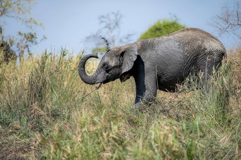 African elephant (Loxodonta africana), taking a mud bath, African savannah, Kruger National Park,