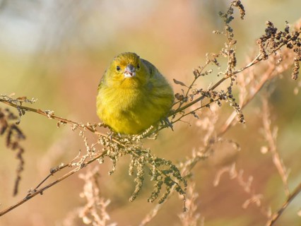 Free-living saffron finch (Sicalis flaveola) or male saffron bunting, seen in Buenos Aires,