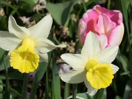 Two wild daffodils with yellow centres and a pink flower in the background, standing together