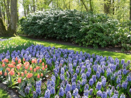 Purple hyacinths and red tulips stand beautifully in a colourful garden surrounded by green nature,