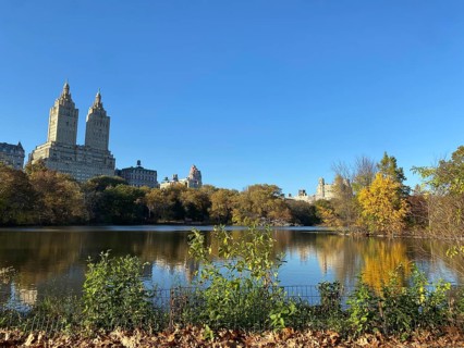 A tranquil lake in central park with reflective skyscrapers and autumn trees in the background, the
