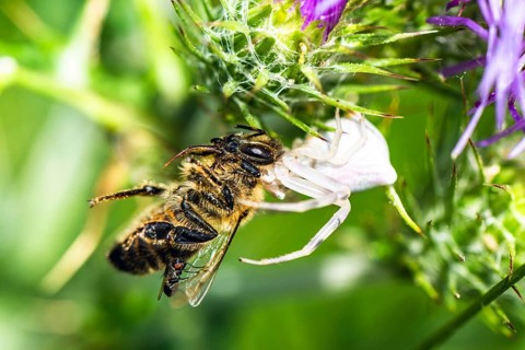 Pink Crab Spider, Thomisus onustus, Spider, Albania, Europe