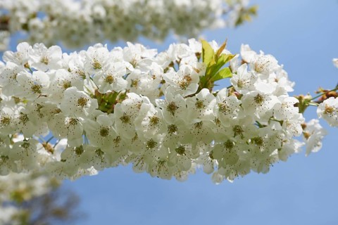 Tart cherry (Prunus cerasus) Blossoms in spring, Bavaria, Germany, Europe