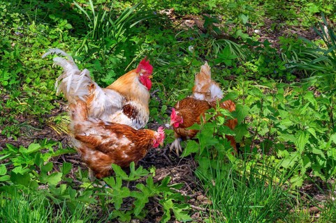 Free-range domestic chickens with Han (Gallus gallus domesticus, also Gallus domesticus), Allgaeu,