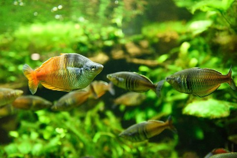 Close-up of Boeseman's rainbowfish (Melanotaenia boesemani) in an aquarium