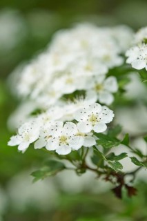 Close-up of common hawthorn (Crataegus monogyna) blossoms in early summer