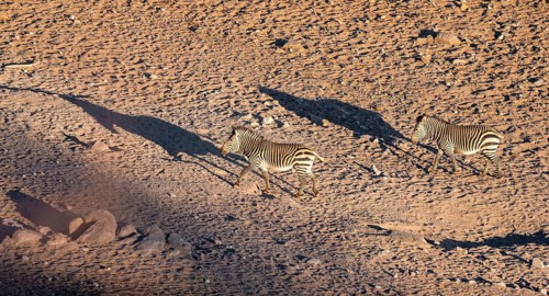 Two hartmann's mountain zebras (Equus zebra hartmannae) in the sand, casting long shadows, from