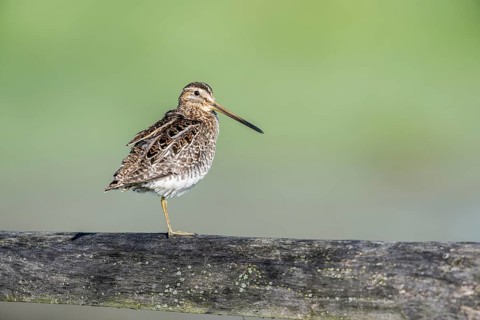 Common snipe (Gallinago gallinago) sitting on a pasture fence, Lower Saxony, Germany, Europe