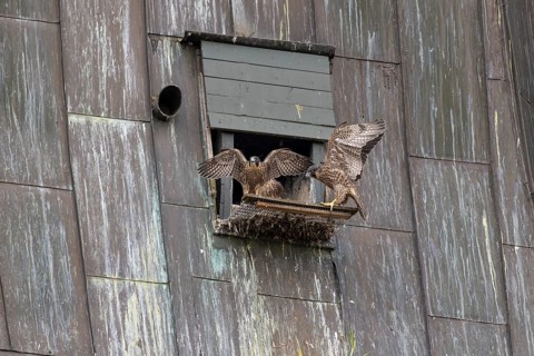 Peregrine falcon (Falco peregrinus), young birds with first flight exercises in front of the