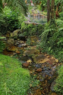 Stony stream with hot thermal water surrounded by green ferns and dense vegetation, Caldeira Velha