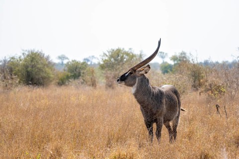 Ellipsen waterbuck (Kobus ellipsiprymnus), adult male in dry grass, Kruger National Park, South