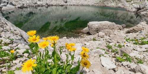 Mountain arnica (Arnica montana), Koblatsee, Allgaeu Alps, Allgaeu, Bavaria, Germany, Europe