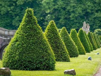Row of conically trimmed hedges in a well-kept garden, behind it dense forest, historic castle with