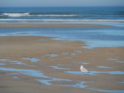 A seagull stands on a sandy beach with puddles, while gentle waves hit the shore and the sky lies