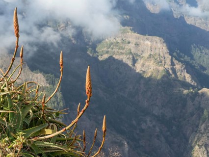 Mountain landscape with clouds and fog in the background, Aloe vera plants in the foreground,