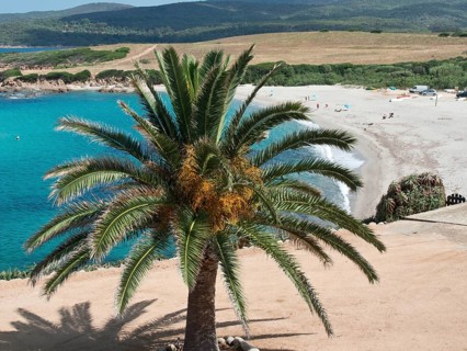 Beach with a large palm tree in the foreground and turquoise sea in the background, Corsica,