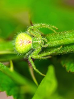 Crab Spider, Heriaeus hirtus, Green Crab Spider, Albania, Europe