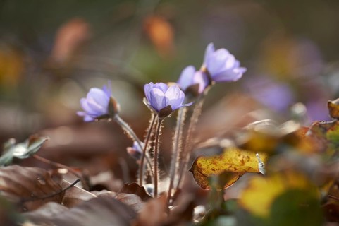 Common hepatica (Anemone hepatica) Blossoms in a forest, Bavaria, Germany, Europe