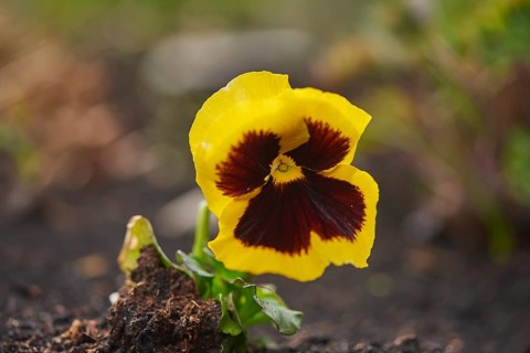 Close-up of garden pansy (Viola wittrockiana) blossoms in a garden in spring, Bavaria, Germany,