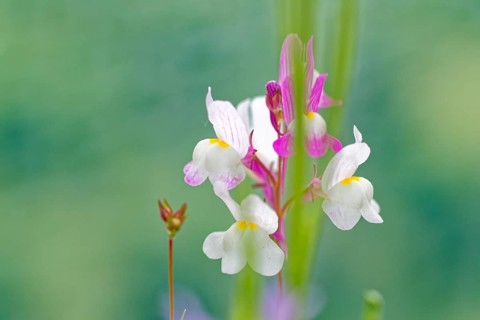 Macro photograph of delicate white-pink flowers against a blurred green background, Moroccan