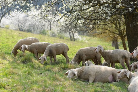 Close-up of a herd of house-sheep (Ovis aries) in a fruit grove in spring