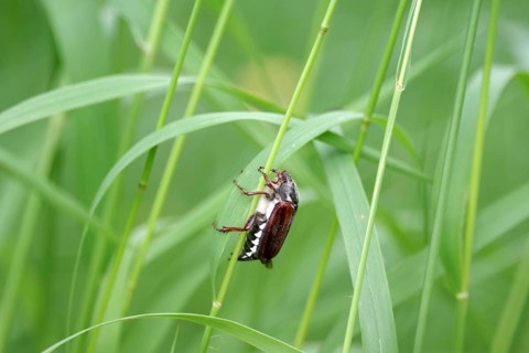 Common cockchafer (Melolontha melolontha), cockchafer, insect, blade of grass, close-up of