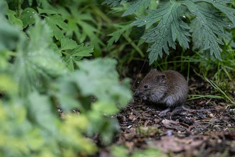 Bank vole (Myodes glareolus), Emsland, Lower Saxony, Germany, Europe
