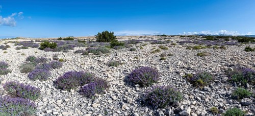 Flowering sage (Salvia), island of Pag, Zadar, Dalmatia, Croatia, Europe