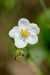 Close-up of a wild strawberry (Fragaria vesca) blossom in a meadow in spring