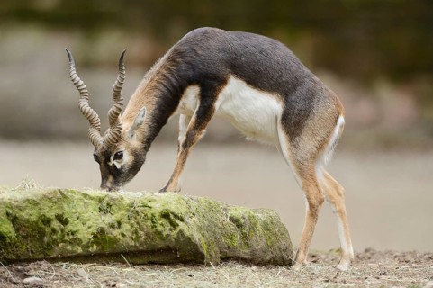 Close-up of a blackbuck (Antilope cervicapra) male