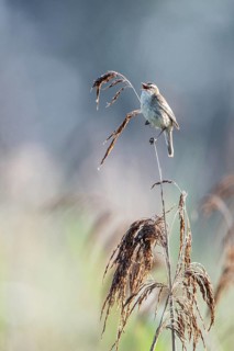 Sedge warbler (Acrocephalus schoenobaenus), Lower Saxony, Germany, Europe