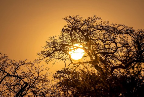 Sun setting behind leafless trees, African savannah, Kruger National Park, South Africa, Africa