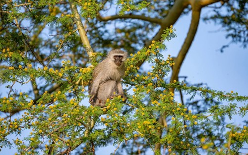 Southern vervet monkey (Chlorocebus pygerythrus) sitting in a flowering tree, eating yellow flowers