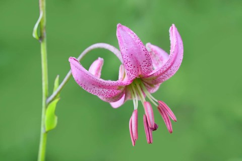 Martagon lily (Lilium martagon) in a forest in spring, lily family, flower, macro, nature