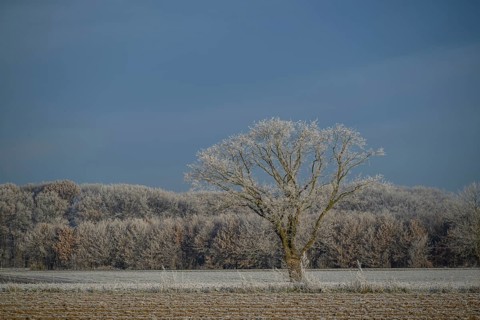 Single tree in frozen field, surrounded by winter landscape, Frosty winter time in the early
