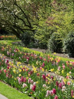 A garden with a variety of colourful flowers and green plants, trees in the background, many