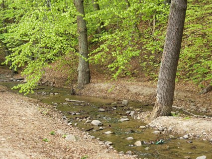 A small stream flows through a forest with fresh green leaves, surrounded by trees and stones,