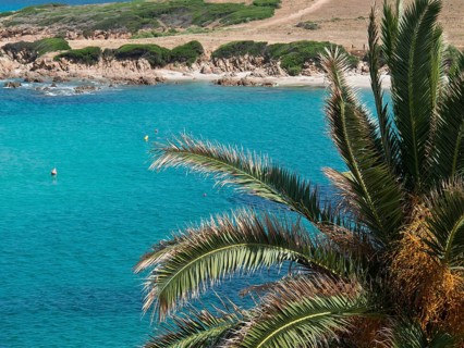 Tropical coastline with palm trees, clear blue water and sandy beach, Corsica, Ajaccio, France,