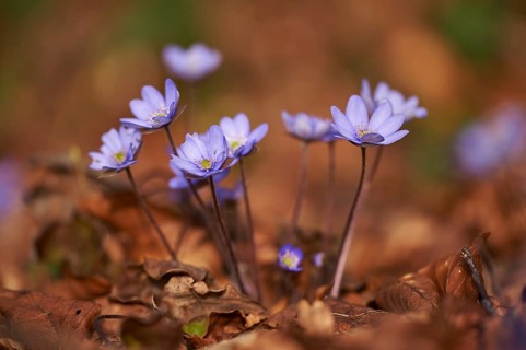 Close-up of Common Hepatica (Anemone hepatica) blossoms in a forest in spring, Bavaria, Germany,