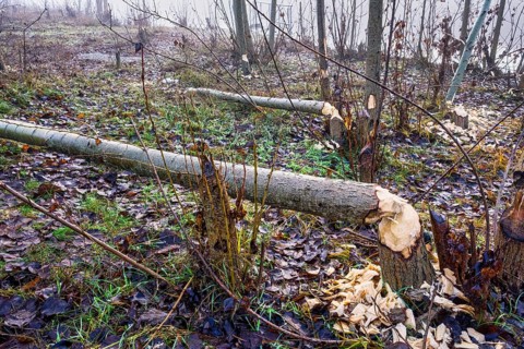 Beaver tree felling on the Teltow Canal, Berlin, Germany, Europe