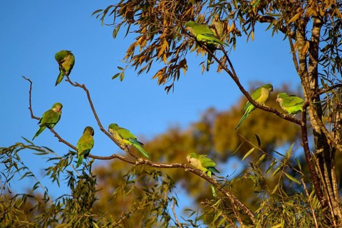A group of monk parakeets (Myiopsitta monachus) in their natural habitat in Buenos Aires,